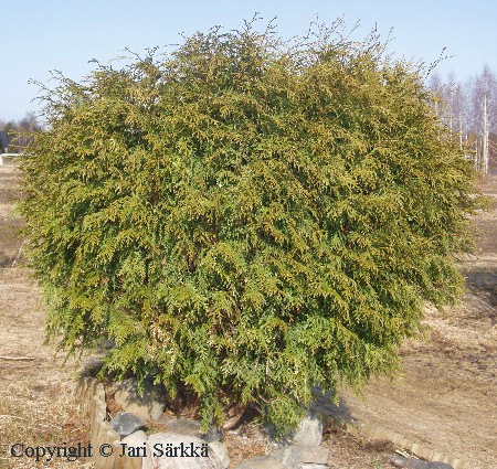 Pallotuija - klottuja - Thuja occidentalis 'Globosa'